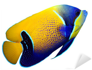Tropical Reef Fish - Dogline Tropical Fish Toys (400x400)