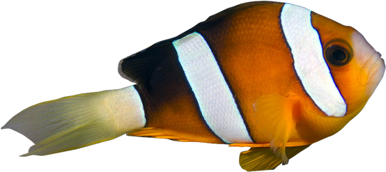 红双带小丑clarkii Clownfish - Red (600x599)