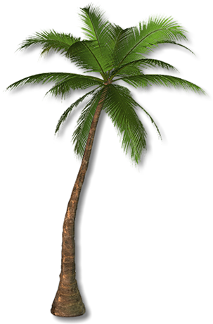 Shindig In The Sand Beach Concert - Palm Png (306x506)