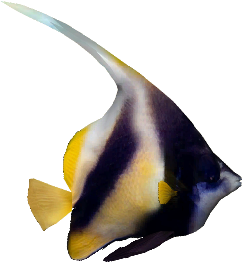 Red Sea Bannerfish V2 - Eagleray (527x527)