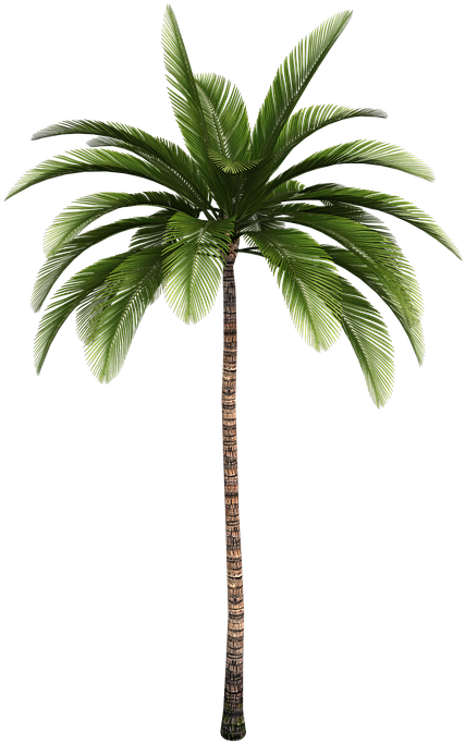 Isolated Tree, Tree, Palm, Tribe, Aesthetic, Branches - Palm Tree (478x720)