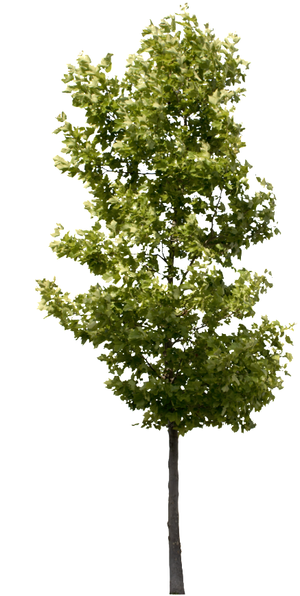 Platanus Occidentalis Small - Transparent Background Tree Png (495x900)