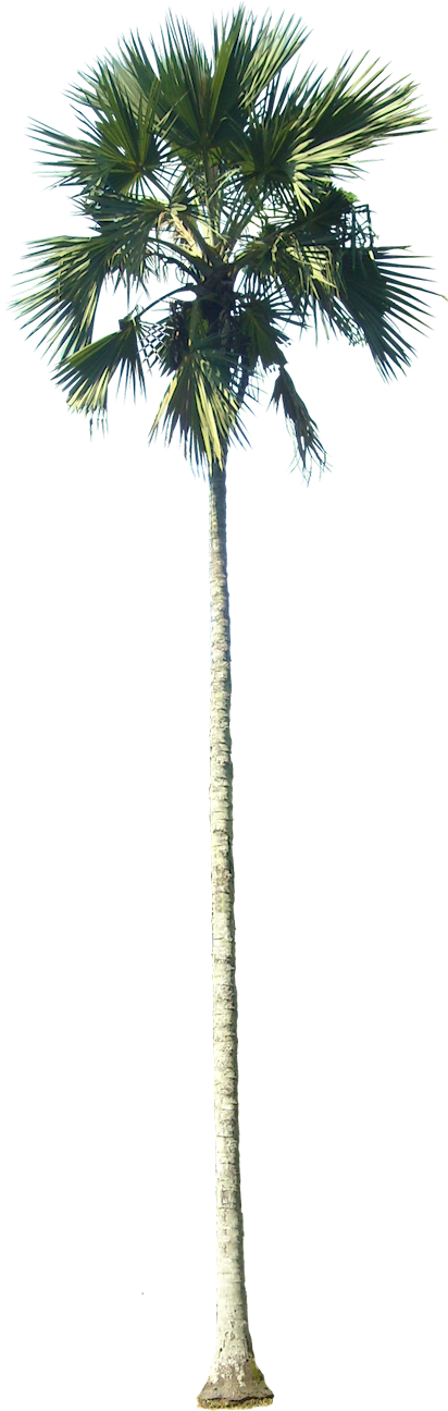 Drawn Palm Tree Tall Tree - Thin Palm Tree Png (411x1304)