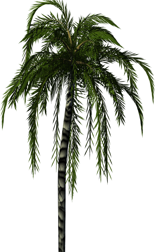 Palm Tree Texture Png - Palm Tree Render Png (1024x1024)