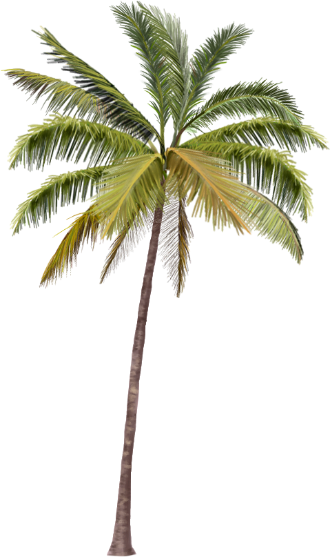 Full Rec, - Hand Coconut Tree (479x807)