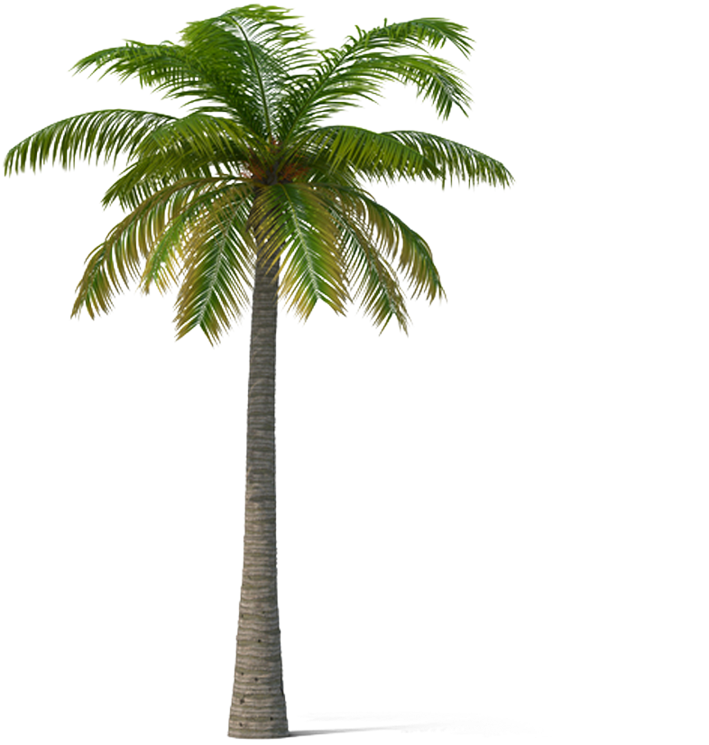 Adonidia Veitchia Coconut Tree - Palm Trees (1000x1000)