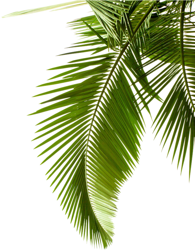 Papel Arecaceae De La Hoja De La Palma De La Rama De - Black And White Palm Leaves (683x1024)