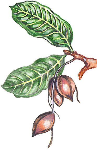 Ilustración De Una Rama Del Árbol Del Cacao Con Algunas - Donde Proviene El Chocolate (375x591)