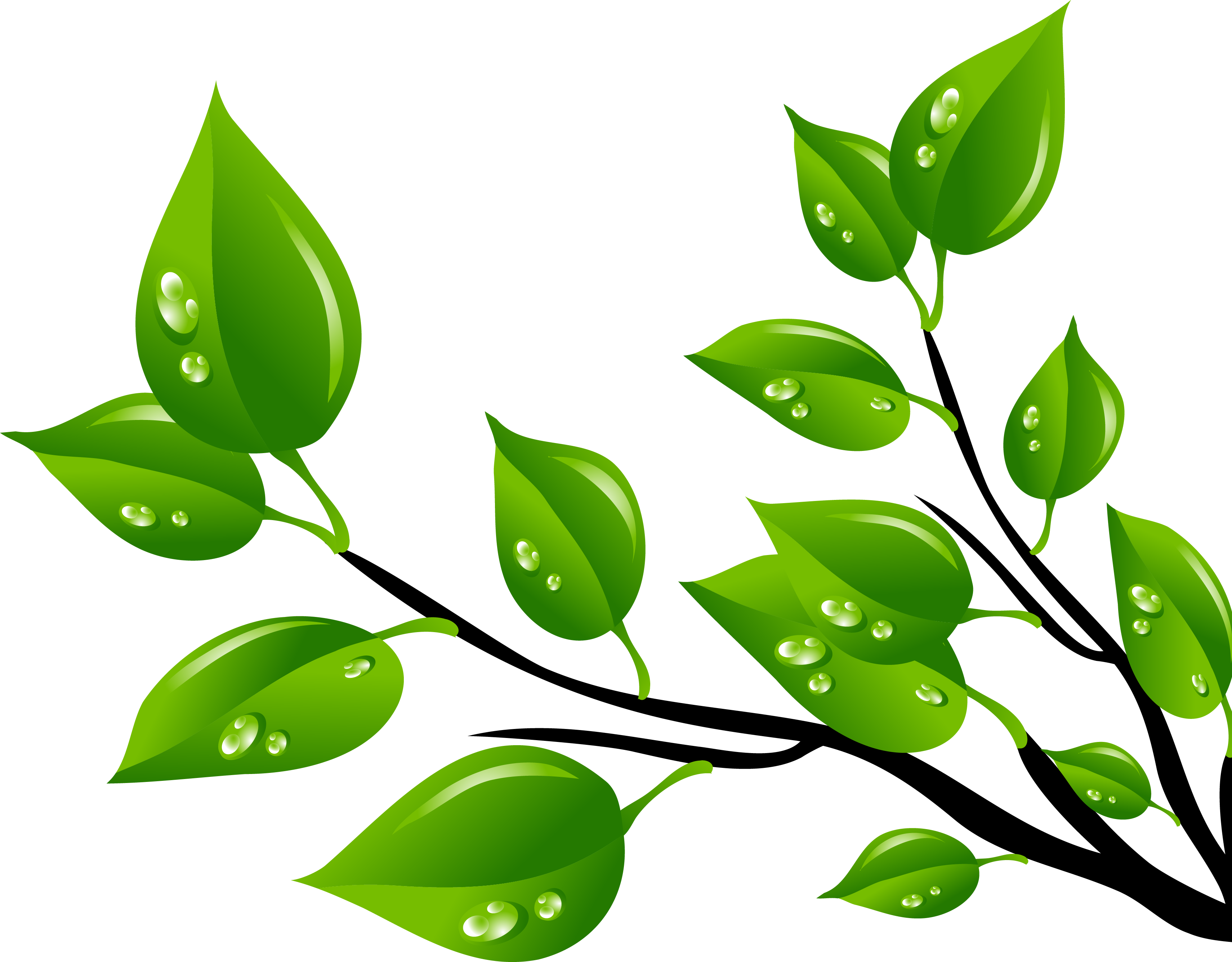 Hoja Verde Clip Art - Desenho De Folhas Verdes Png (3420x2671)