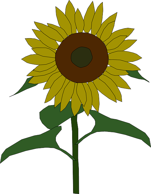 Outline, Yellow, Drawing, Plants, Sun, Flower, Flowers - Sunflower Clip Art (498x640)