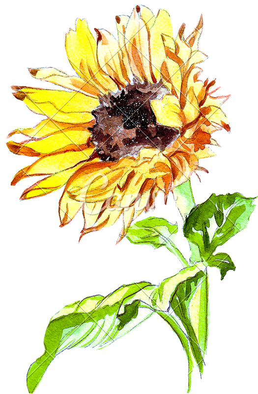 Hand Drawing Of A Watercolor Sunflower - Drawing (525x800)