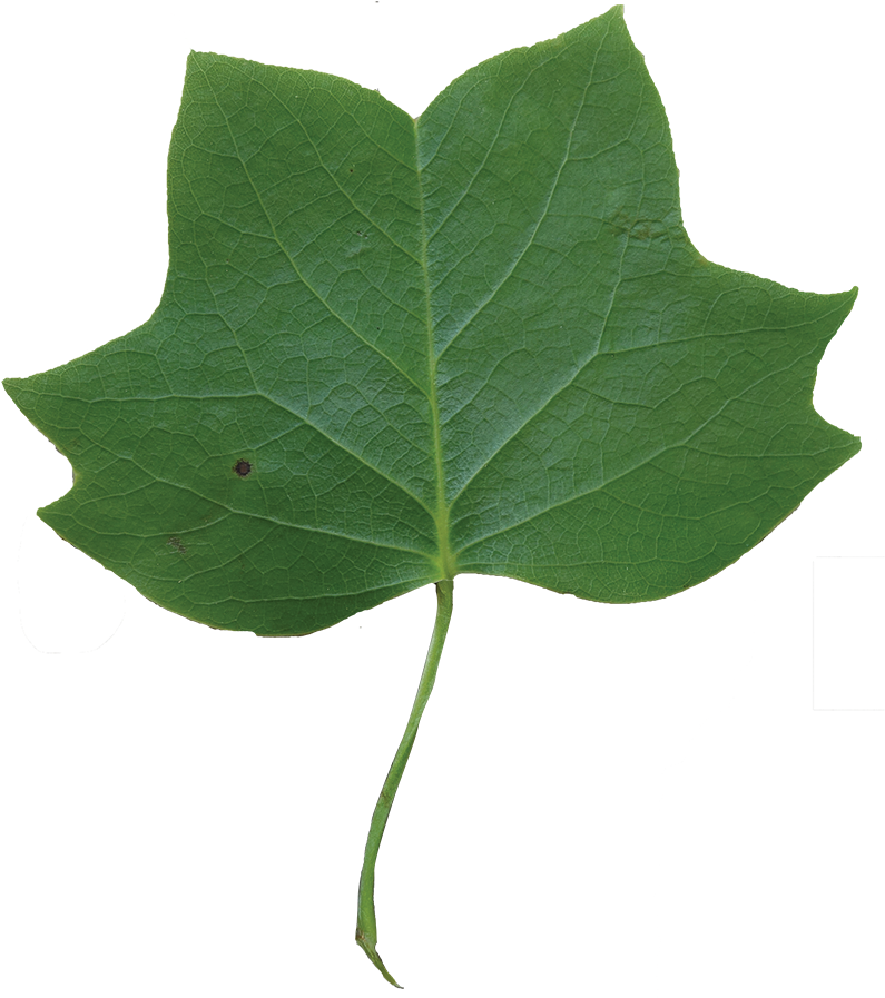 Leaf Clipart Tulip Tree - Tulip Poplar (800x907)