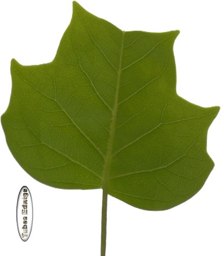 Tubes Feuilles Vertes - Tulip Poplar (432x500)