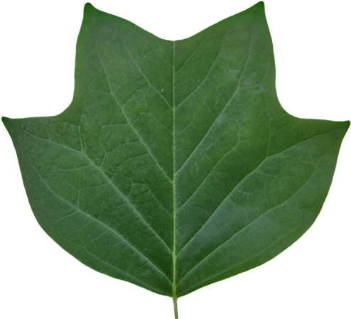 Tulip - Tulip Poplar (512x458)