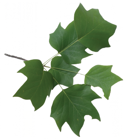 Tulip Poplar Branch Leaves (433x480)