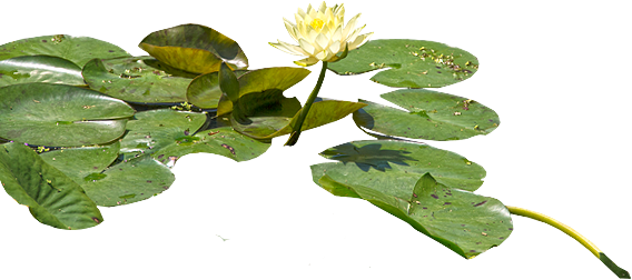 Water - Water Lilies Png (568x252)