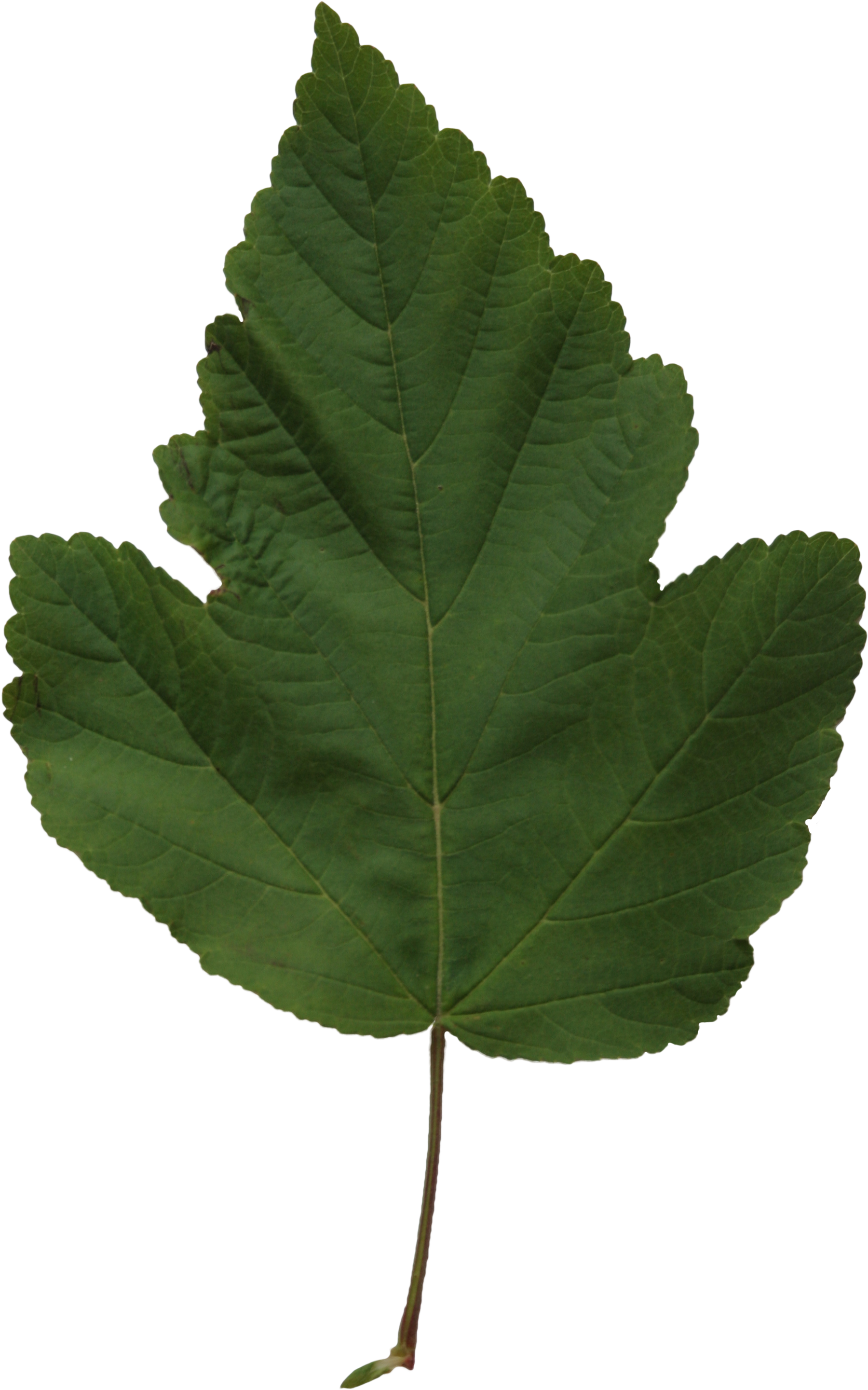 Poplar - Leaf (2304x3456)