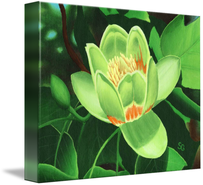 Sacred Lotus (650x590)