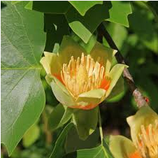 Liriodendron Tulipifera Tulip Poplar Tree - American Tulip Tree (2 Pack) (600x600)