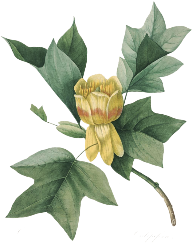 Пятница, 03 Ноября 2017 Г - Tulip Poplar Leaf Botanical Illustration (661x800)
