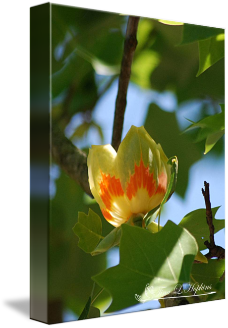 Lotus Family (452x650)