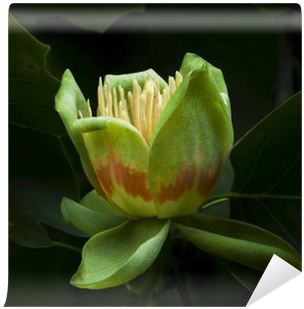 American Tulip Tree In Blossom Wall Mural • Pixers® - Tulip Tree (400x400)