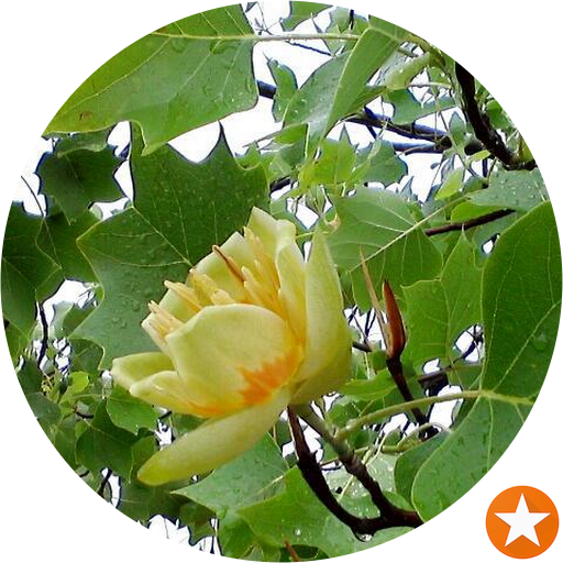 Tulip Poplar (512x512)
