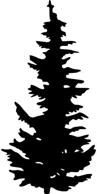 Shilouettes Of Trees - Pine Tree Silhouette Png (320x640)