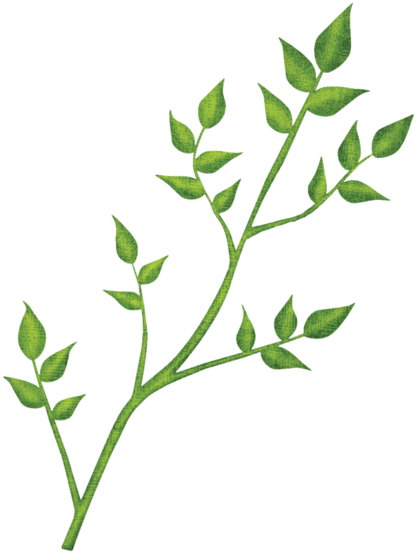 Estações Do Ano - Ilex Decidua (602x800)