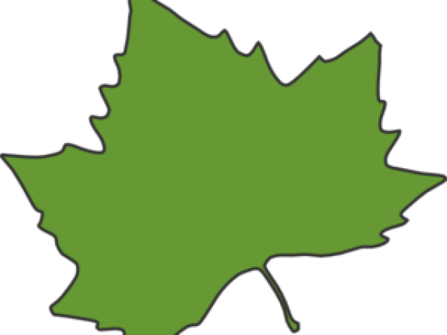 Maple Leaf Clipart Sycamore Leaf - Autumn Leaves Clip Art (640x480)