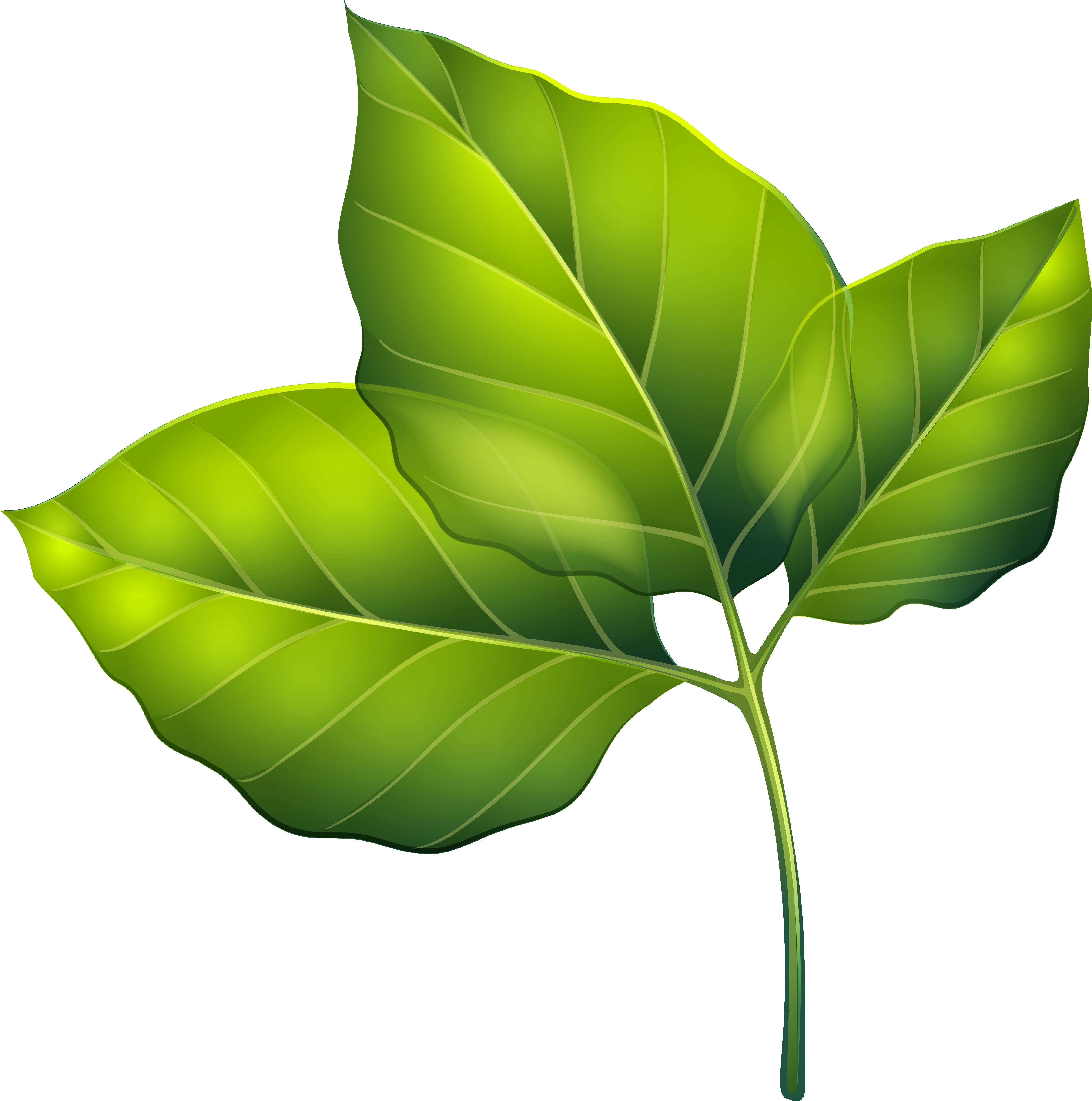 Green Leaves Clipart Png - Free Clipart Green Leaves (4999x5118)