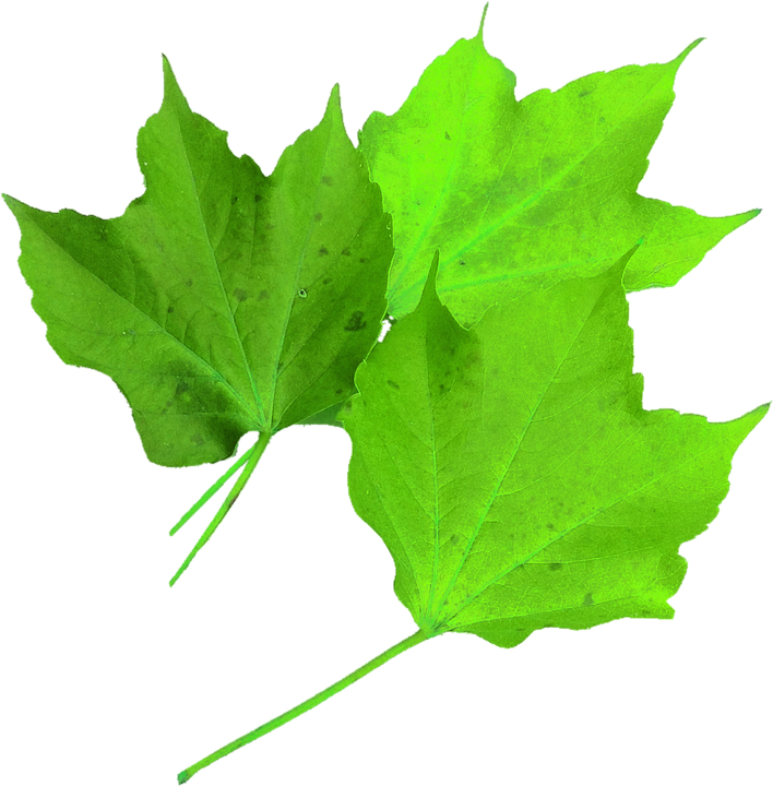 Image Of Maple Leaf 8, Buy Clip Art - Hoja Verde De Arce (708x720)