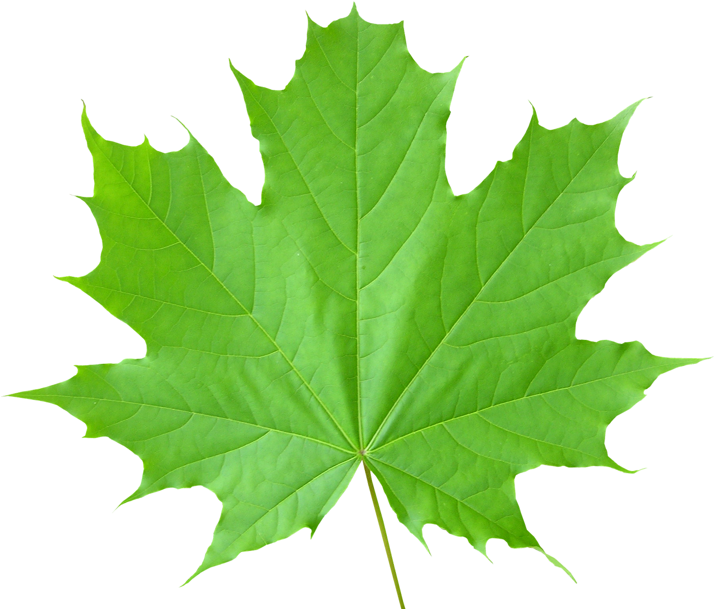 Green Leaves Png3678 - Green Leaf Transparent Background (1600x1200)