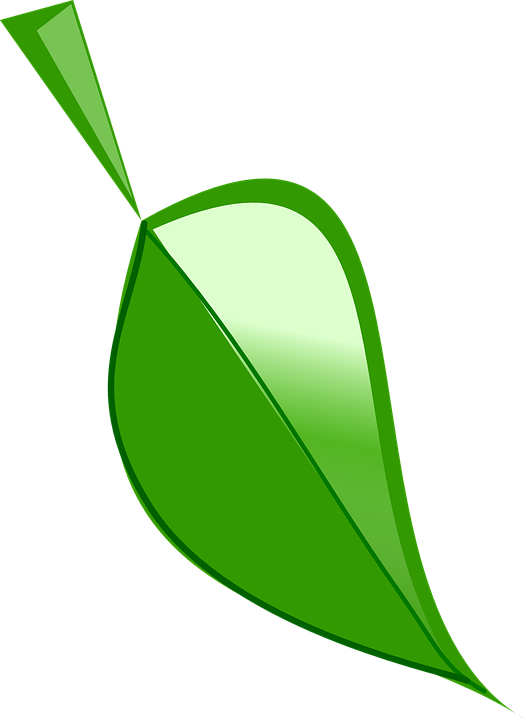 Free Leaf Cliparts 29, Buy Clip Art - Foglie Logo Bio Trasparenti (526x720)