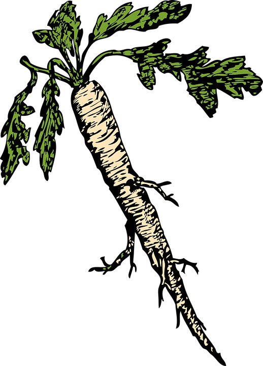 Cartoon Tree Roots 23, - Horseradish Clipart (518x720)
