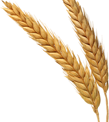 Rice Clipart Download - Wheat Bran Png (380x425)
