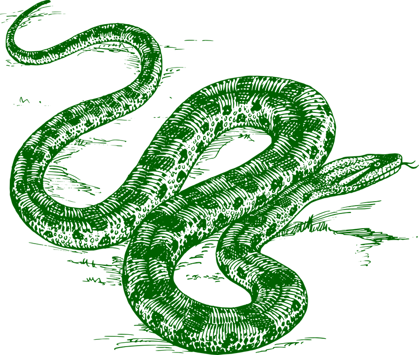 Anaconda Clipart Binatang - Green Anaconda Snake Drawing (850x720)