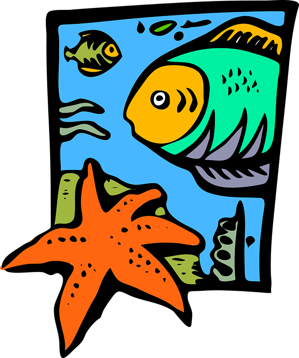Starfish Drawing Cliparts 23, Buy Clip Art - Marine Clip Art (601x720)