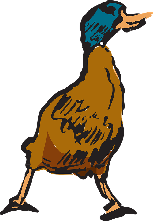 Hewan Bebek Danau Gambar Vektor Gratis Di Pixabay - Brown Duck Png Clipart (500x720)