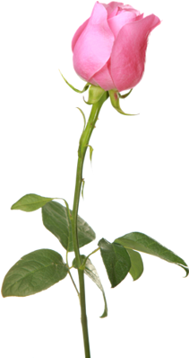 Pink Rose - Garden Roses (260x495)