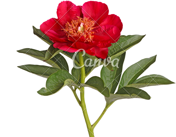 Single Flower Of A Bright Red Peony Isolated On White - Peony (800x640)