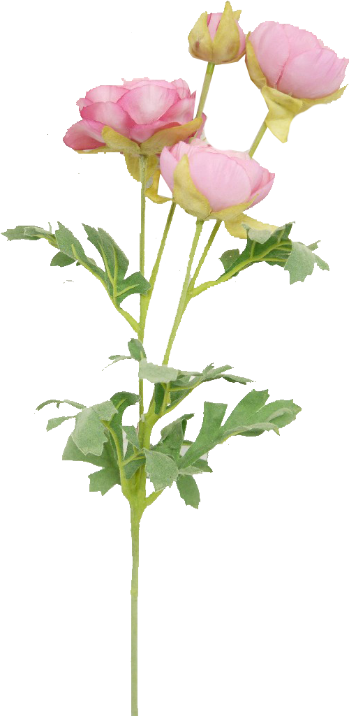 Peony - Buttercup (522x1036)