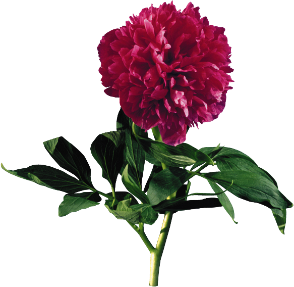 Png Şakayık Çiçek Resimleri,png Пион Цветок Фотографии,png - Punkösdi Rózsa Gif (638x580)