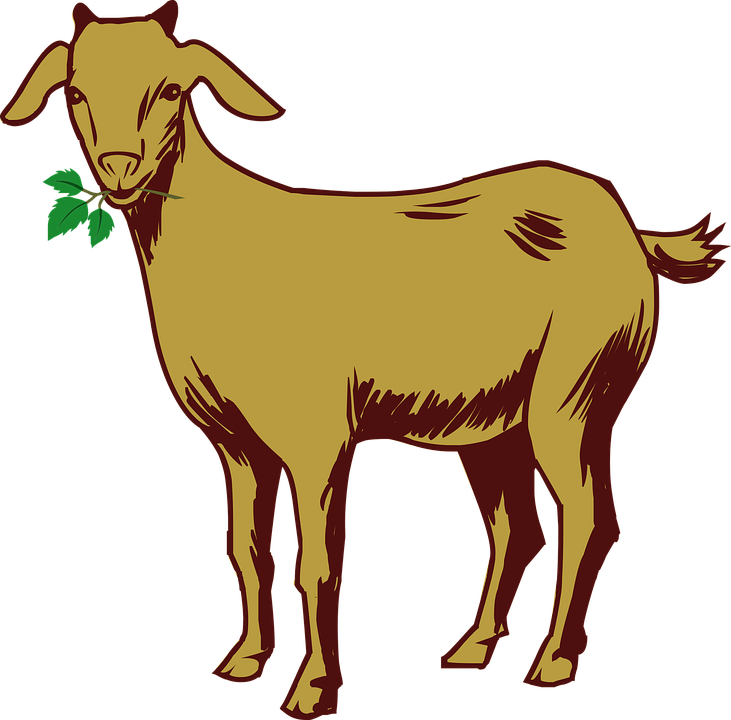 Goats Head Clipart Binatang - Coloured Drawing Image Of Goat (731x720)