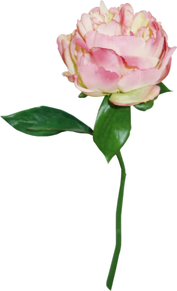 S5841crmpnk Peony Flowers Artificial Cream Pink - Artificial Cream (1035x1024)