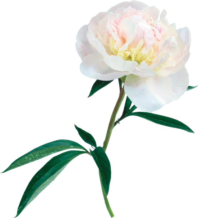 [ Img] - Белый Пион Пнг (637x699)