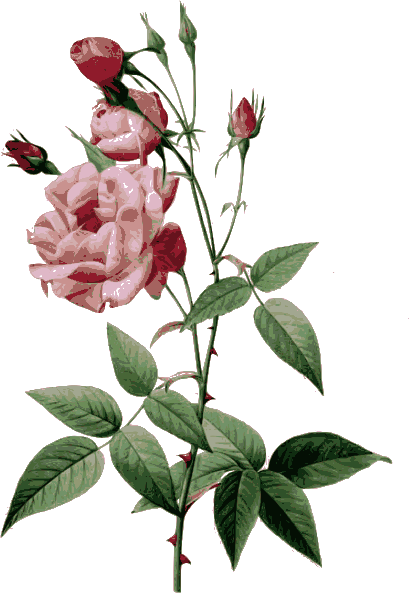 Medium Image - Pierre Joseph Redoute Roses (1673x2400)