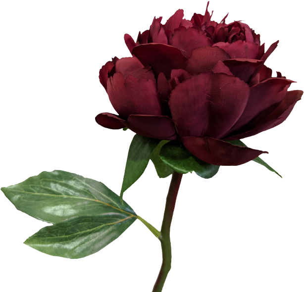 More View - Burgundy Peonies Png (800x600)