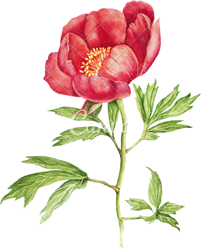 Red Peony Flower Watercolor - Peonies Flowers In Watercolour Vintage (645x800)