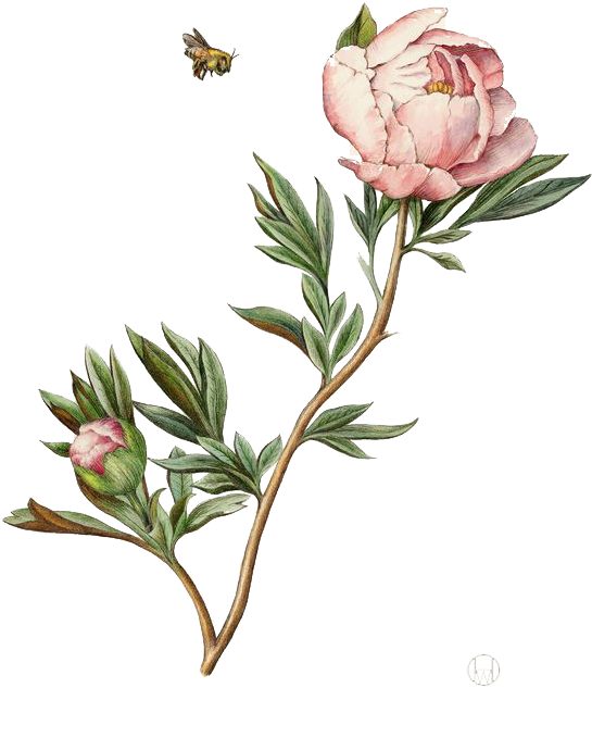 Botanical Illustration Drawing Watercolor Painting - Botanical Illustration Peony (564x721)